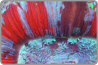 Multi-Color Lip Stamp. Jakarta Collected